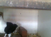 for swop afghan pigeons