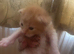 5 beautiful kittens