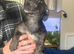 Miniature daschound