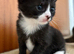 Black & White Kitten - 12 weeks - ready to go!