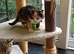 Bengal X kittens now ready?