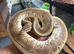 Royal Pythons Various Morphs