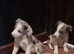 Pure Bred Traditional and Merle Border Collie Puppies