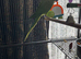 Female ringneck