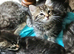 Beautiful fluffy maine coon cross kittens