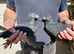 Black racing pigeon