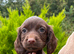 F1 Sprocker Puppies