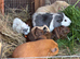 Beautiful Baby Guinea Pigs