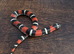 Tri Colour Hognose Snakes