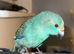 Male blue pied