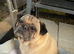 Male pug