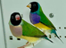 Beautiful pair of gouldian finches for sale