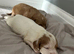 2 cocker spaniel girls