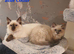 Beautiful GCCF Registered Ragdoll Kittens