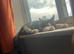 5 month old kitten