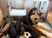 1 phantom marked Bernedoodle girl 2nd Gen F1 Large standards.