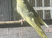 2 baby cockatiels