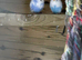 Baby budgies