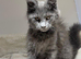 Available now! Last Two TICA Registered Maine Coon