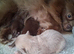 Tiny Toy-Type Teddy Bear Face KC Reg Pomeranian puppies