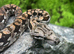 Dumeril's Boa For Sale - Female
