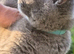 British Blue kittens