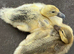 2 Indian runner ducklings