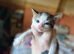 Litter of 5 kittens looking for forever homes