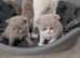 British short hair kittens