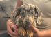 Miniature dachshund ( Last blue dapple female)