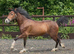 Show Quality - Welsh C Gelding