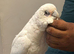 Silly tame beard eye cockatoo