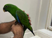 17 weeks old Eclectus Male.