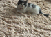 Emergency rehoming