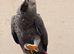 Rodney the vocal grey