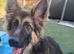 German Shepherd Female Puppy