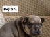 5 STAR FRENCH BULLDOGS