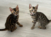 Stunning full pedigree registered bengal kittens