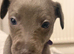 Whippet puppies ready to reserve