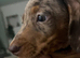 Exceptional KC Registered Miniature Dachshund Boys