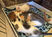 Kittens - mixed litter