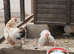 Bantams
