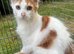 Cats for sale