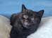 Two beautiful BSH kittens for sale