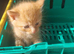 Felix need's a forever home