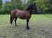 Welsh section D stallion