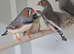 ZEBRA FINCHES