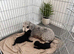 Pups for sale