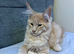 Purebred Maine Coon kittens