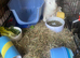 Lovely REW doe available